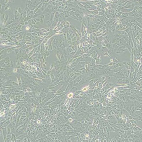 人乳腺上皮细胞(MCF 10A)