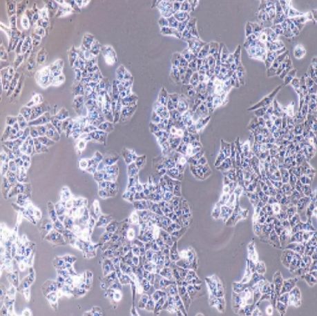 低转移人肝癌细胞(MHCC-97L)