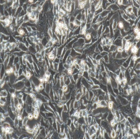 小鼠肺上皮细胞（MLE-12）