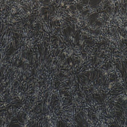 小鼠肾脏内髓集合管3上皮细胞（IMCD3）