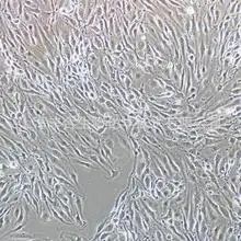 小鼠主动脉内皮细胞（MAEC）