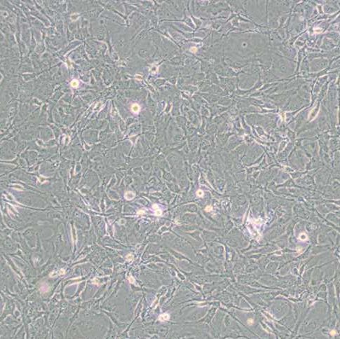 人膜间皮细胞（MET-5A）