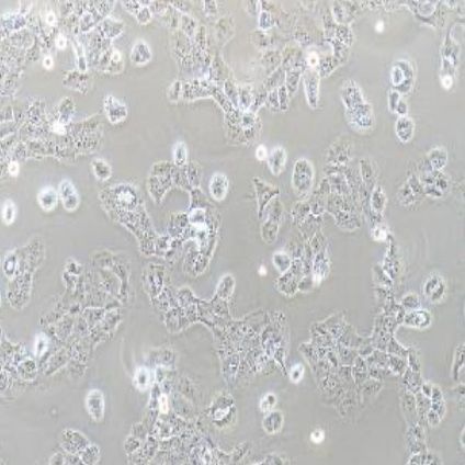 人乳腺癌阿霉素耐药细胞(MCF-7/Adr)