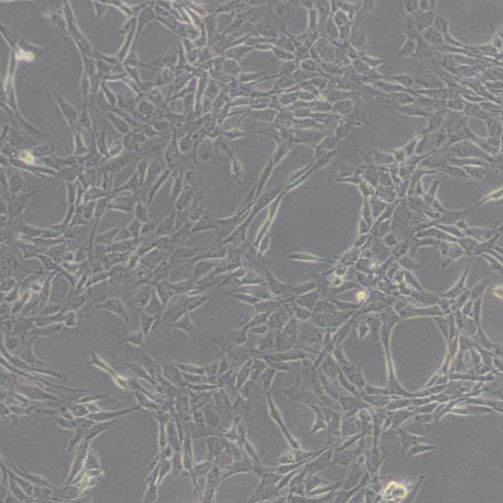 小鼠胚胎细胞（NIH/3T3）