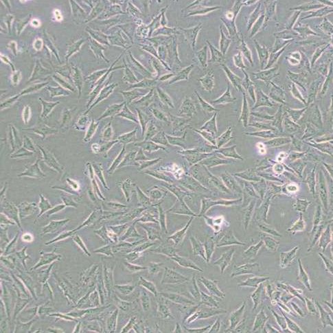 人胶质瘤细胞(LN-229)