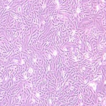 仓鼠卵巢细胞（LEC-1）