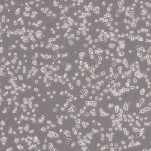 小鼠单核巨噬细胞白血病细胞（RAW264.7）