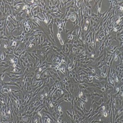 小鼠视网膜神经节细胞（RGC-5）