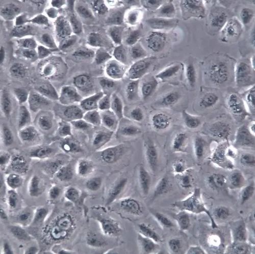 人鼻咽癌细胞（C666-1)