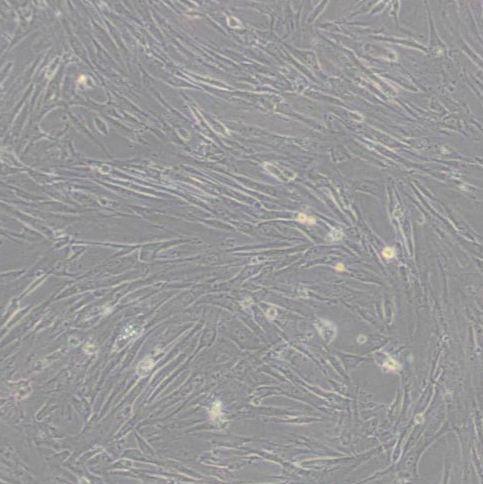 人胚肺细胞（WI-38）