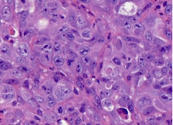 HE染色试验过程问题解答