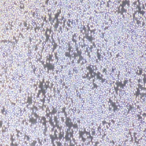 小鼠骨髓瘤细胞（Sp2/0-Ag14）