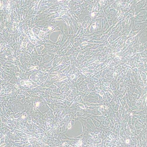 小鼠睾丸上皮细胞（15P-1）