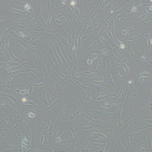 人软骨肉瘤细胞(SW-1353)