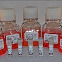 5931ScienCell 多能干细胞诱导神经干细胞培养基PSCNIM,HPSC Neural Induction Medium