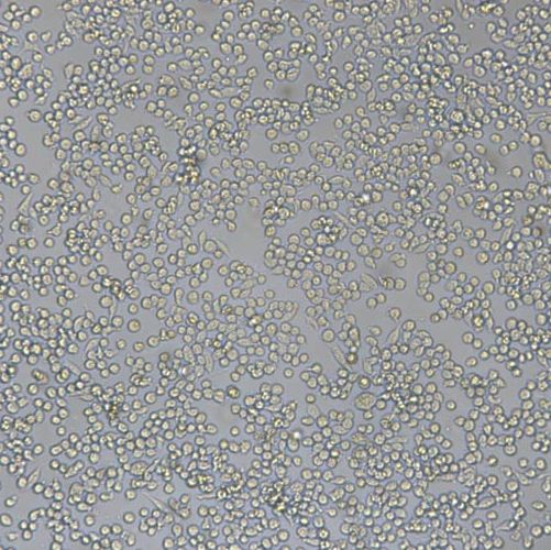 小鼠肥大细胞瘤细胞(P815)