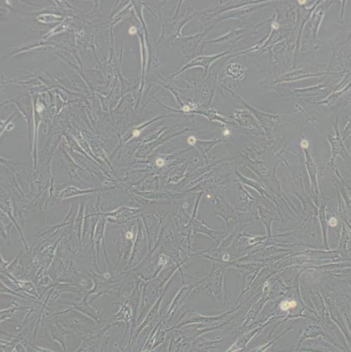 小鼠骨髓基质细胞（OP9）