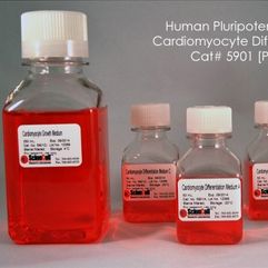 5901 ScienCell人多能干细胞向心肌细胞分化试剂盒PSCCDK，Human Pluripotent Stem Cell Cardiomyocyte Differentiation Kit, 50 ml