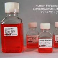 5901 ScienCell人多能干细胞向心肌细胞分化试剂盒PSCCDK,Human Pluripotent Stem Cell Cardiomyocyte Differentiation Kit, 50 ml
