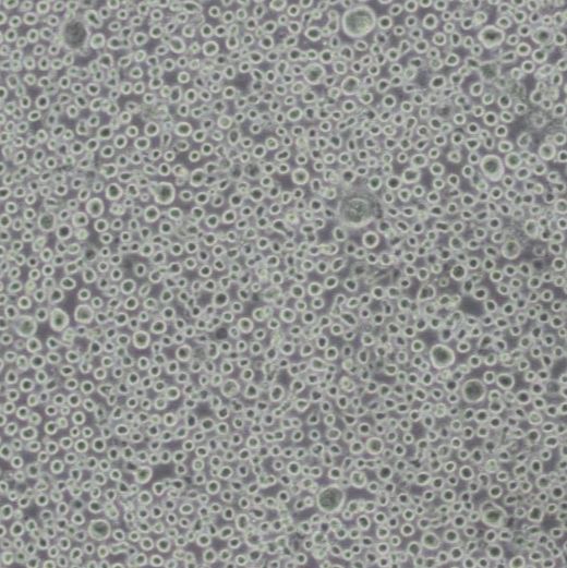 人红系白血病细胞(TF-1)