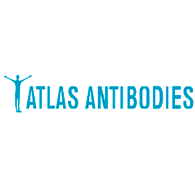 Anti-VCAN Antibody