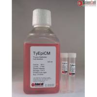 ScienCell 3911胸腺上皮细胞培养基TyEpiCM, Thymic Epithelial Cell Medium