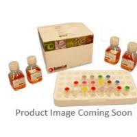 5891ScienCell 碱性成纤维细胞生长添加物刺激 小鼠胚胎成纤维细胞条件培养基Begf-stdMEF-cm，bFGF-Stimulated Mouse