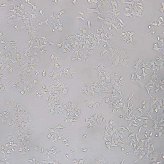 大鼠肝细胞（ H-4-II-E）
