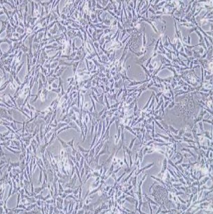 小鼠肺上皮细胞(TC-1)