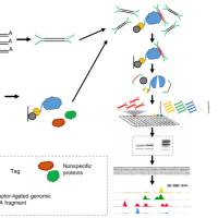 DAP-seq（DNA亲和纯化测序）
