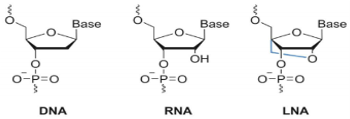 锁核酸 (LNA):化学修饰微调带来新可能