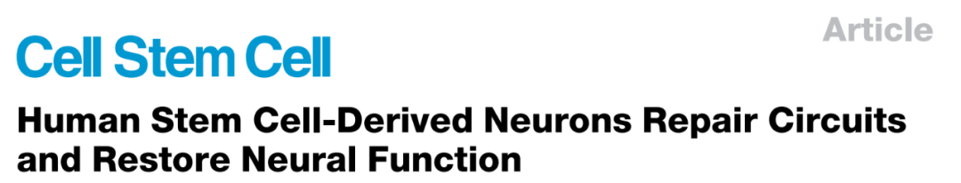 【客户文章】Cell Stem Cell | 神经科学研究所与复旦大学附属儿科医院以及美国威斯康辛研究组对改善帕金森病模型动物的行为学障碍研究新进展