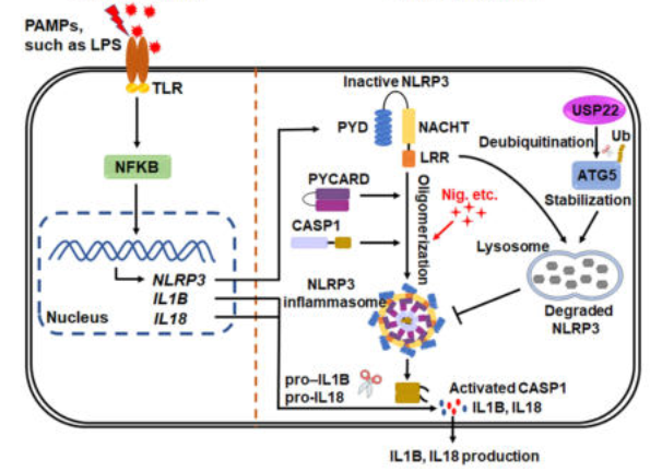 论文分享（12）▏炎症疾病治疗靶点新发现&切断肿瘤细胞的“能源供应”
