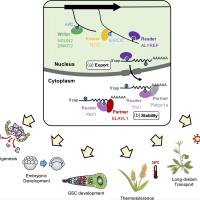 bsRNA-seq (m5C RNA甲基化测序)