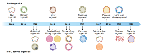 类器官3D细胞培养，三维精彩世界！