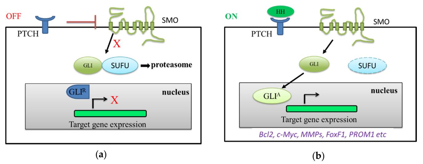 “膜杰作”新品 | GPCR家族：全长SMO蛋白