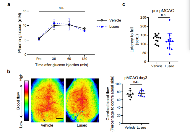 研究进展-小剂量SGLT2抑制剂通过周细胞保护减轻小鼠缺血性脑损伤而无降糖作用   