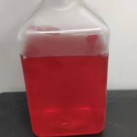 iCell原代卵泡膜细胞培养体系| 卵泡膜细胞 |镜像绮点(Cellverse)