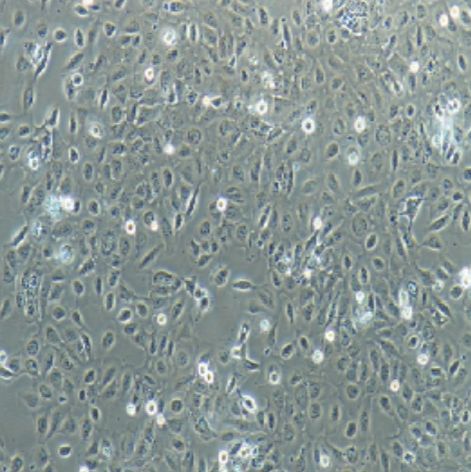 人肾透明细胞癌细胞（Caki-2）