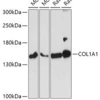 Collagen I alpha 1 Rabbit pAb