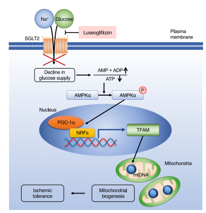研究进展-小剂量SGLT2抑制剂通过周细胞保护减轻小鼠缺血性脑损伤而无降糖作用   