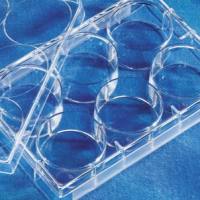 Corning3415 Transwell嵌套,含24孔板(PC膜,6.5mm,3.0um)