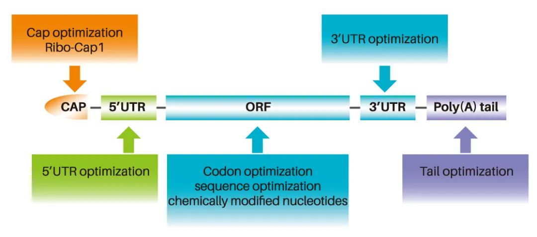 一步法共转录加帽，锐博T7 mRNA转录试剂盒，一个可以DIY mRNA的神器！