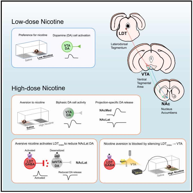 文献速读 | 拥抱奖赏，拒绝成瘾，奖赏与成瘾机制研究进展速读