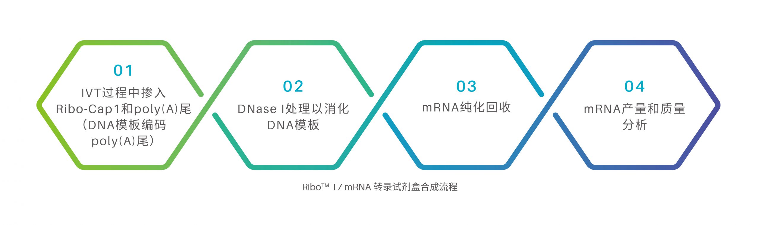 Ribo™ T7 mRNA转录试剂盒