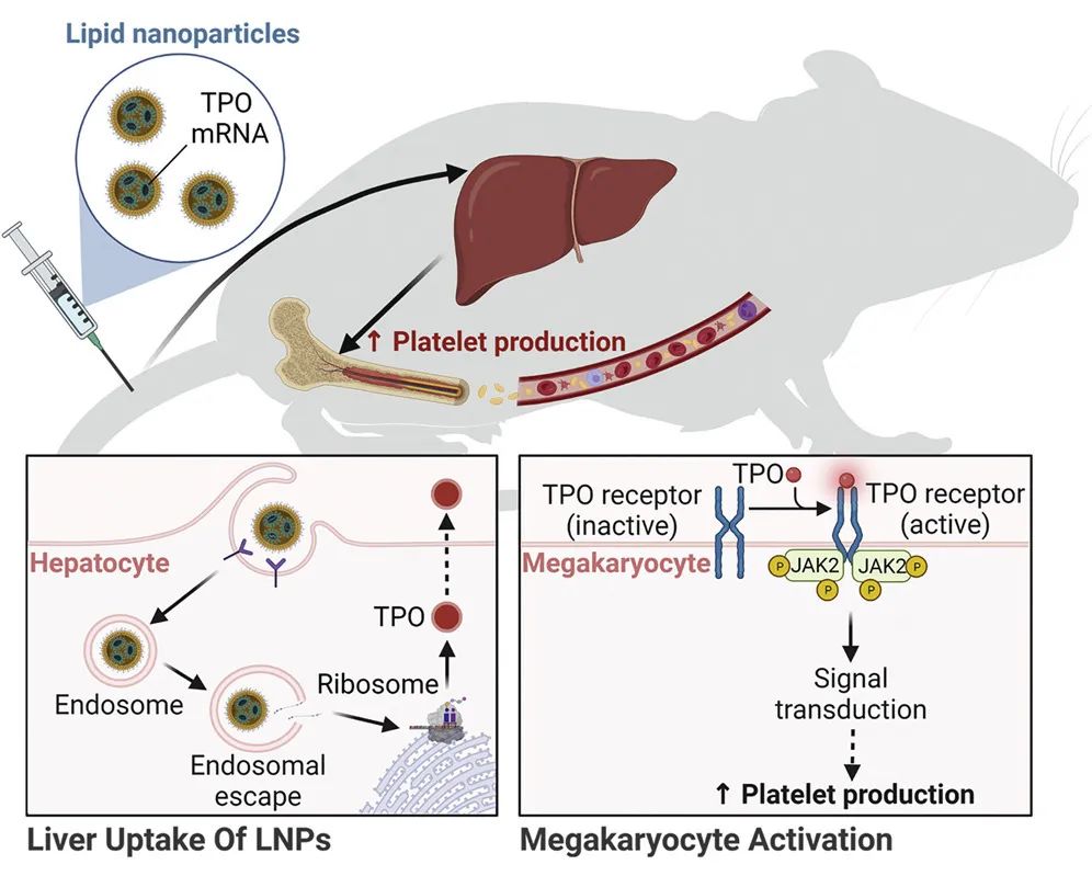 Mol Ther Nucleic Acids丨编码TPO的化学修饰IVT mRNA刺激小鼠的血小板生成