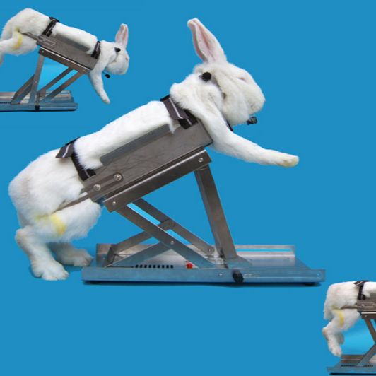 多功能兔固定架 大动物固定架 兔子固定架