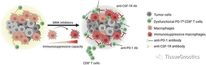 JCI Insight| 通过巨噬细胞调控CD8+T 细胞肿瘤免疫的新机制