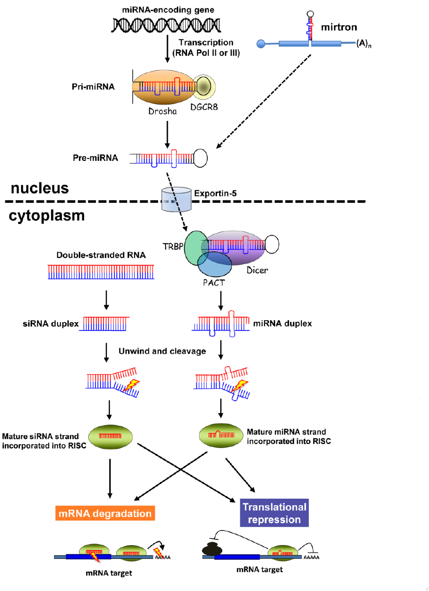 miRNA过表达及干扰载体设计与实验