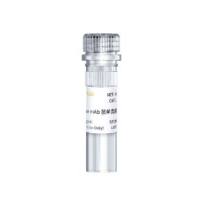 ACTA2 Rabbit mAb 重组兔单抗